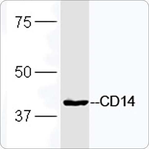 CD14 (bs1192r) Western Blot