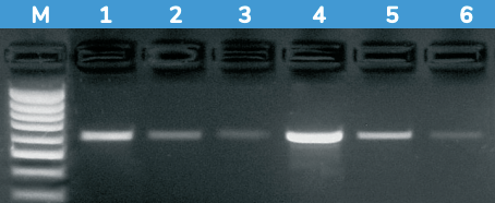 Solis FIREPol PCR Gel