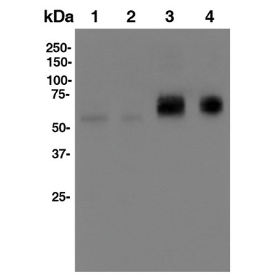 Anti-Mouse IFNAR1 In Vivo Antibody – Low Endotoxin (MAR1-5A3) ICH1122