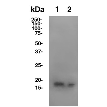 Anti-Mouse IL-1b In Vivo Antibody – Low Endotoxin (B122) ICH1100