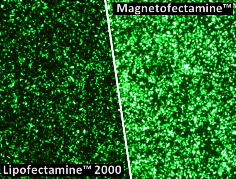 Magnetofectamin: Transfected Cells