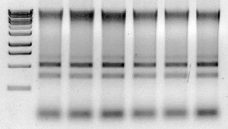 Quick-DNA-RNA_Co-Purification