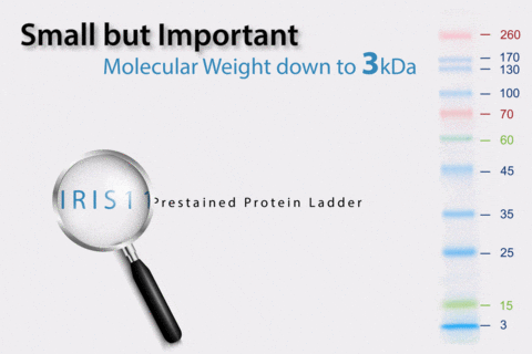 Protein Ladder with bands down to 3kDa