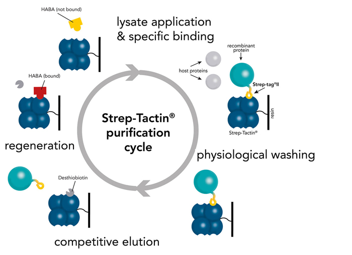 Strep-Tactin Purification Cycle